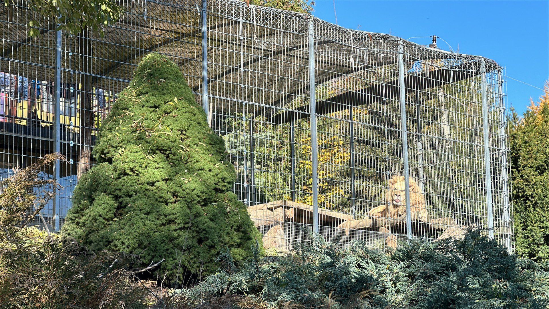 Mieszkaniec Czchowa na swojej posesji hoduje lwa i tygrysa