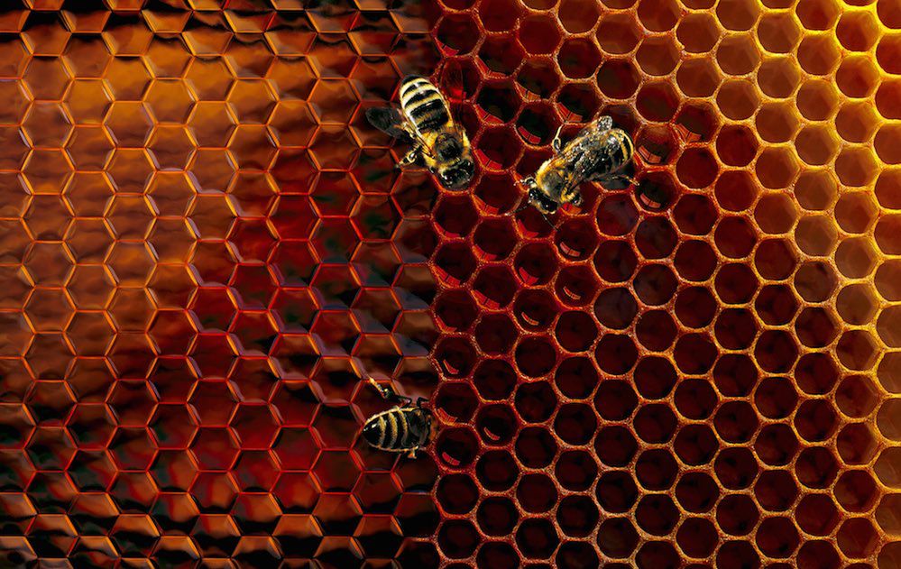 Jak namówić do współpracy przy zdjęciach... pszczoły i ryby?