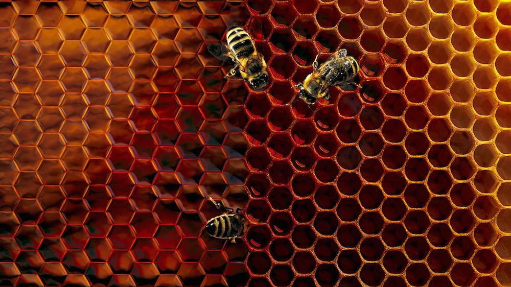 Jak namówić do współpracy przy zdjęciach... pszczoły i ryby? 1