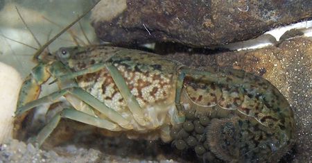 Rak mutant atakuje Polskę. Jest zagrożeniem dla całej UE