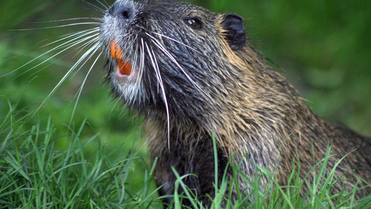 Tatrzański bóbr szykuje się do zimy