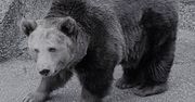 Niedźwiedzica ze stołecznego zoo nie żyje. "Wiek powyżej 30 lat dawał o sobie znać"