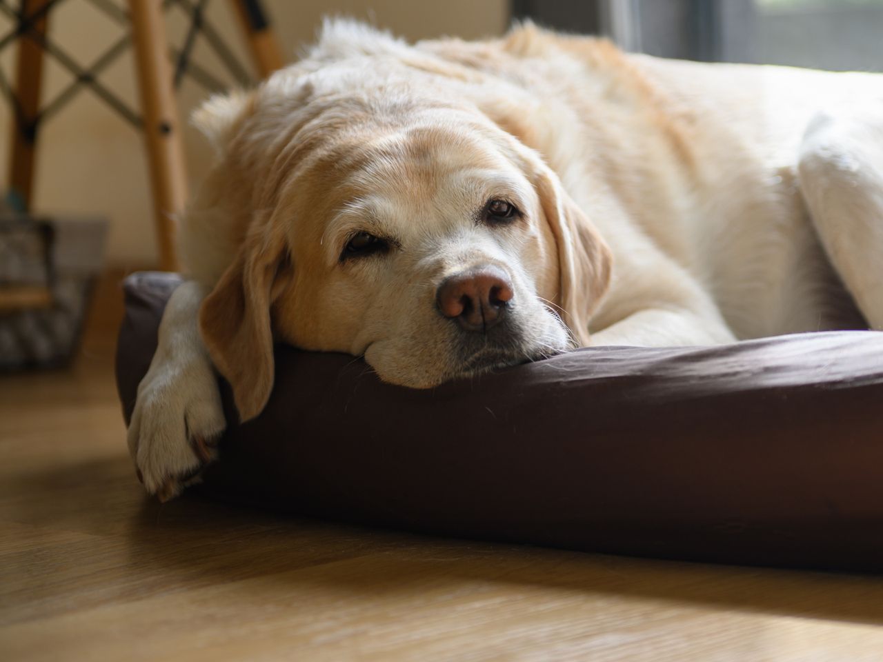 Sneezing in a dog can be concerning.