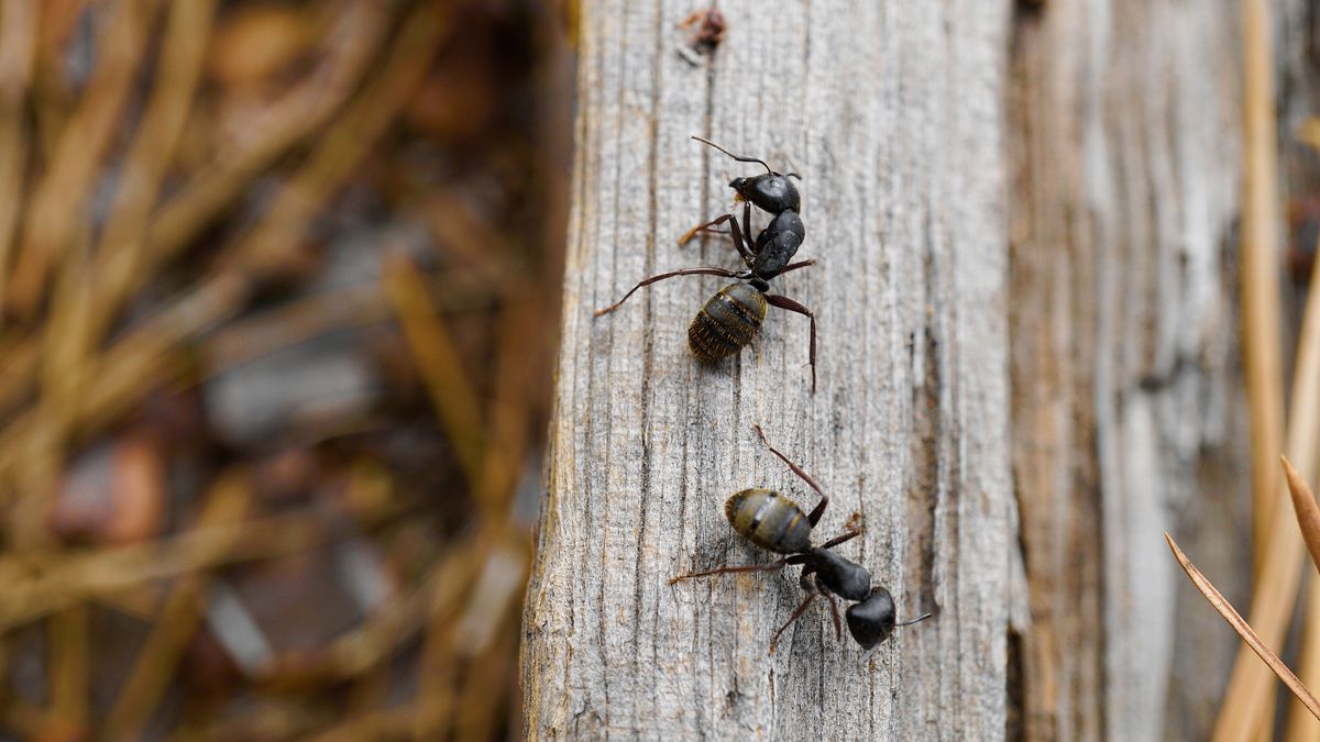 Domowa hodowla mrówek wymaga m.in. stworzenia forminarium, czyli sztucznego mrowiska. 