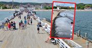 Nagranie z sopockiej plaży krąży po sieci. Ludzie przecierają oczy