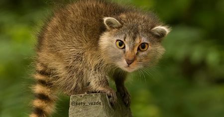 Zwierzątka o kocich pyszczkach. To zbyt urocze, żeby było prawdziwe!