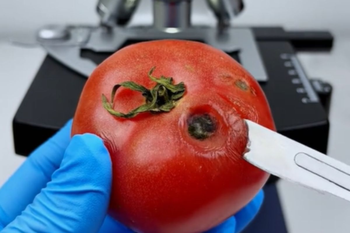 Pokazał, jak wygląda spleśniały pomidor pod mikroskopem