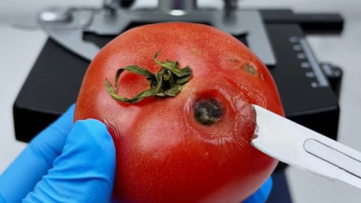 Pokazał, jak wygląda spleśniały pomidor pod mikroskopem