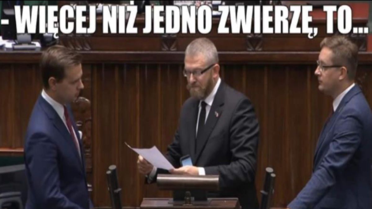 Internauci skomentowali uchwalenie "Piątki dla zwierząt"