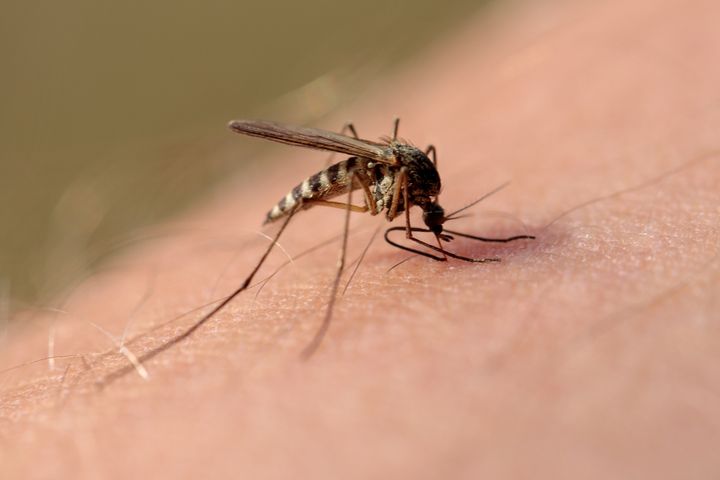 Dirofilaria repens to nicień przenoszony m.in. przez samice komarów