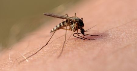 Dirofilaria repens – skutki, objawy i leczenie zakażenia
