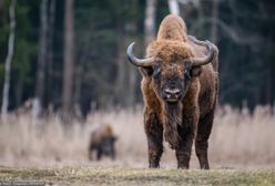 Co dalej z puszczą? Oto jakie pomysły mają mieszkańcy