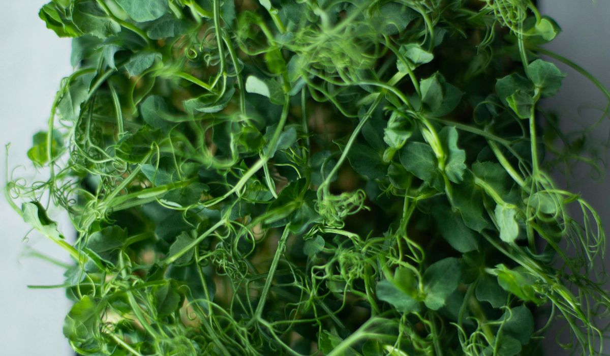 Pea shoots show antioxidant activity.