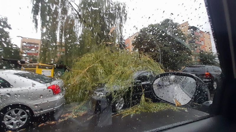 Powalone drzewo na zaparkowane przy ulicy auta