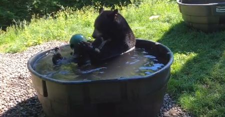 Niedźwiedzie spa. To nagranie z kąpieli w zoo stało się hitem sieci