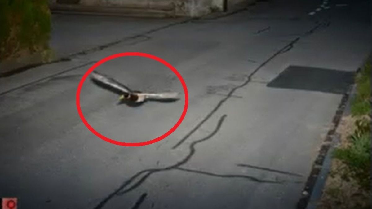 Kaczka ze Szwajcarii złapana prze fotoradar