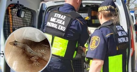 Warszawa. Turystka wróciła z wakacji z niespodziewanym pasażerem w walizce