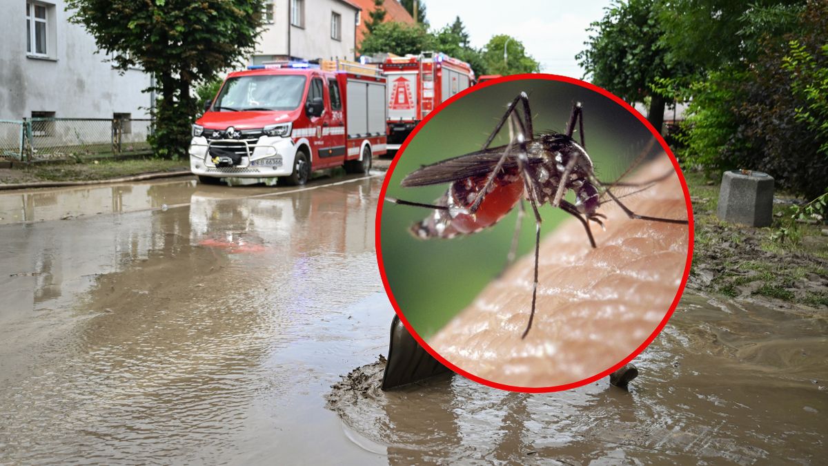 Grozi nam inwazja komarów?