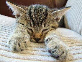 Futrzasta recepta na stres, czyli dlaczego powinniśmy oglądać koty nie tylko w Internecie