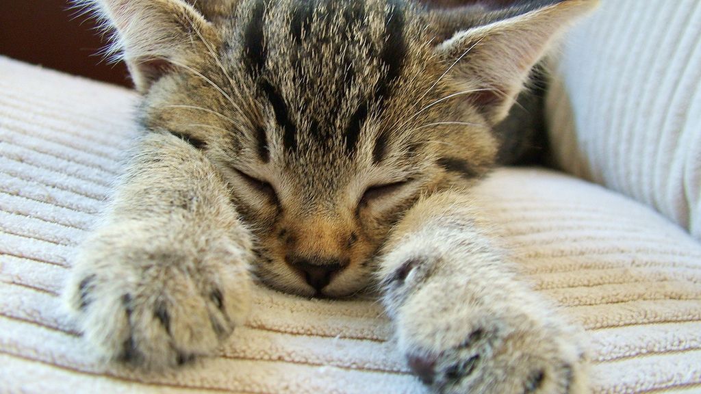 Futrzasta recepta na stres, czyli dlaczego powinniśmy oglądać koty nie tylko w Internecie
