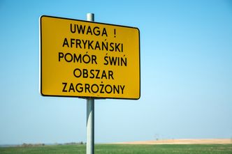 Kończy się czas na złożenie wniosku na pomoc w walce z ASF. Na rolników czeka 200 mln