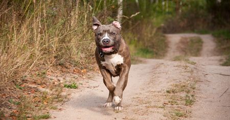 Amstaff pogryzł mężczyznę. "Uwaga, leci, uciekaj!"