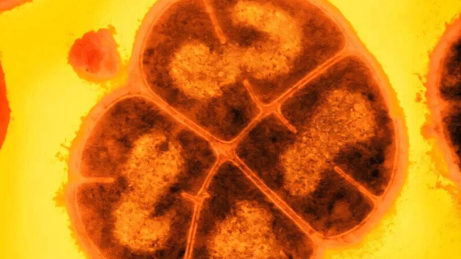 Naukowcy przyjrzeli się bakteriom