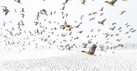 Nature Photographer of the Year 2021. Oto najlepsze zdjęcia przyrodnicze minionego roku