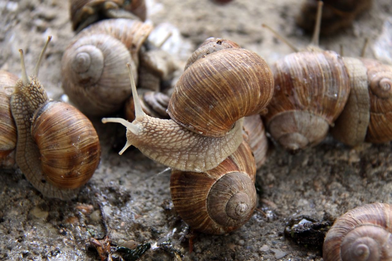 A simple vegetable trick to keep snails out of your garden