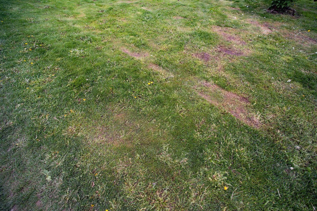 How to keep your lawn thriving during a mild winter