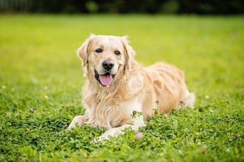 Golden retriever zatrudniony w indyjskiej firmie jako reżyser szczęścia