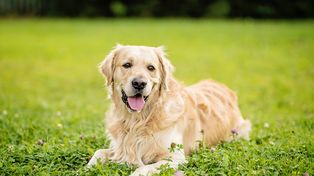 Golden retriever zatrudniony w indyjskiej firmie jako reżyser szczęścia