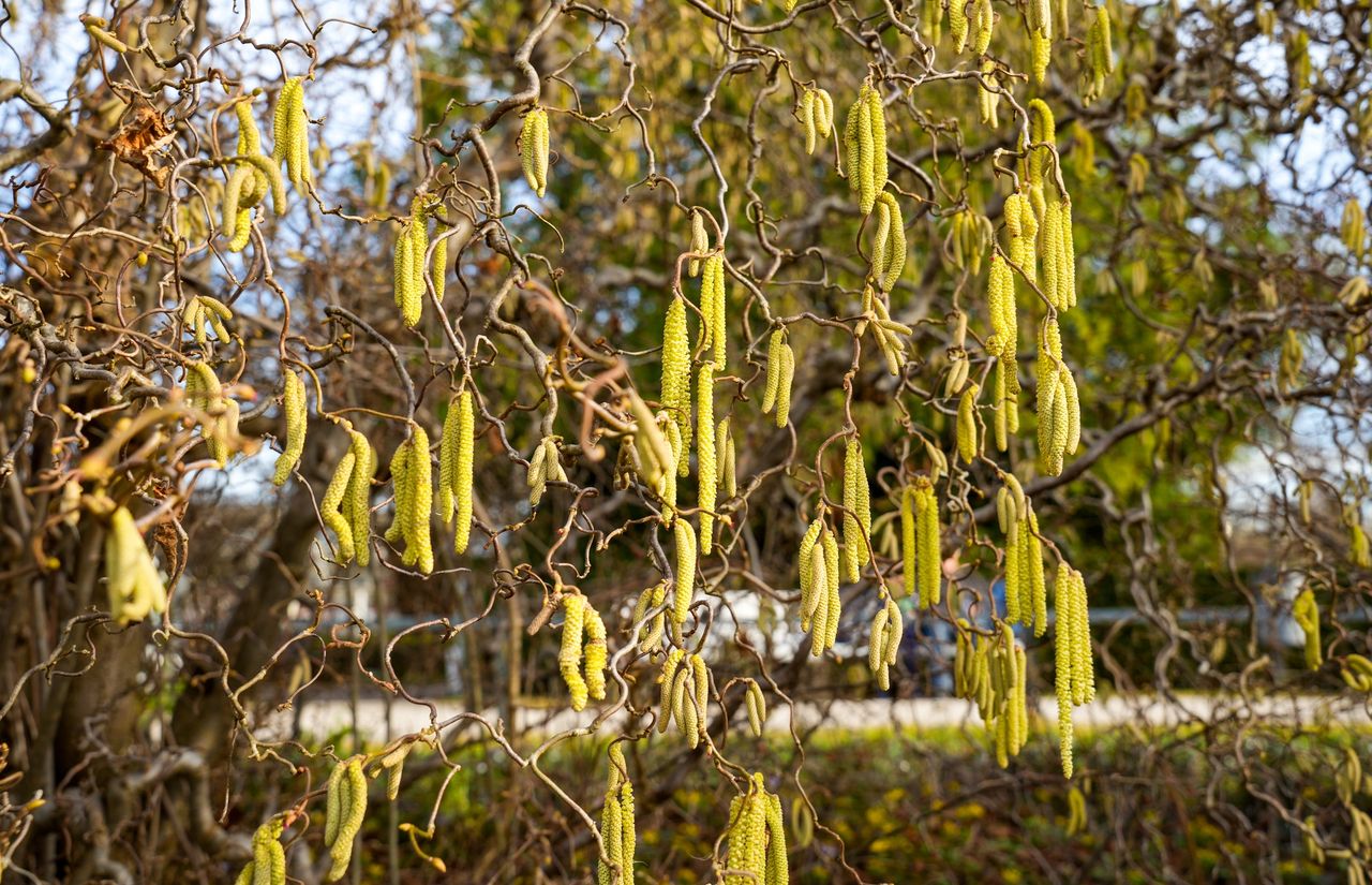 Co pyli w marcu? Uważaj na te drzewa