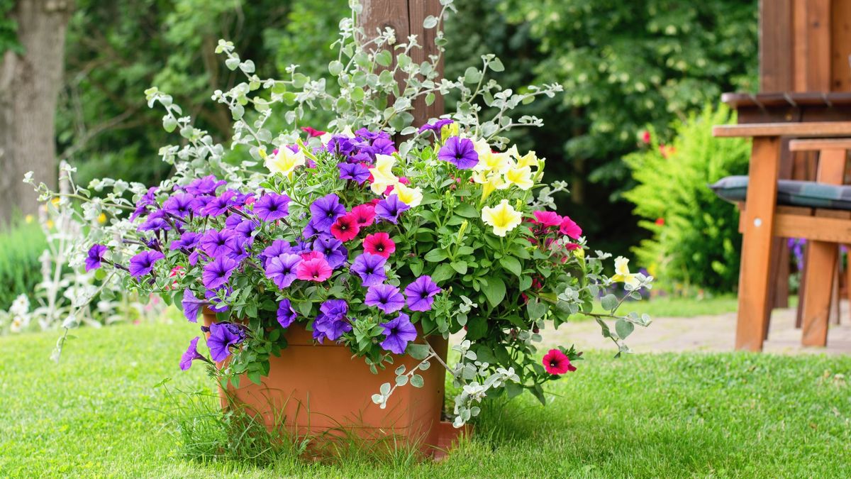 Varieties of hanging  petunia,and surfinia flowers in the pot. Summer garden inspiration for potted plants.
Varieties of petunia, surfinia flowers in the pot
Tunatura