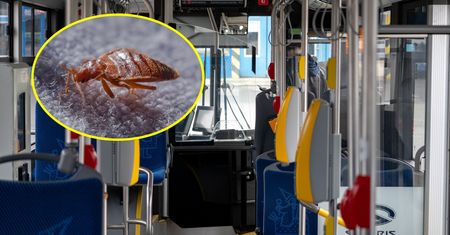 Plaga pluskiew w Krakowie. Jest afera o źródło problemu