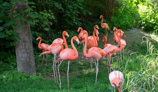 Najpiękniejsze ogrody zoologiczne świata. Zdecydowanie warto je odwiedzić