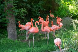 Najpiękniejsze ogrody zoologiczne świata. Zdecydowanie warto je odwiedzić