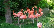 Najpiękniejsze ogrody zoologiczne świata. Zdecydowanie warto je odwiedzić