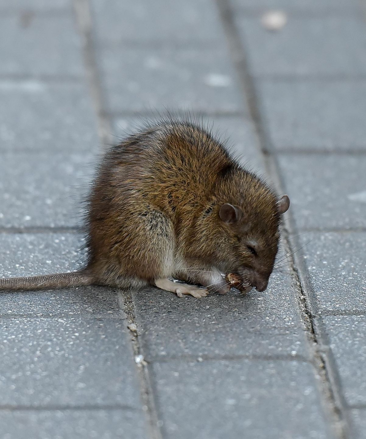 Patricia Kazadi "przyłapana" na mieście