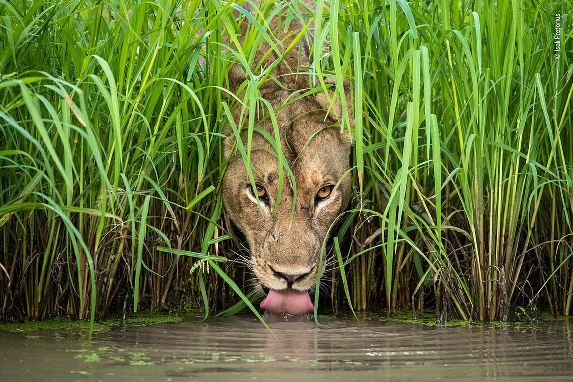 W konkursie Wildlife Photographer of the Year od 54 lat prezentowane są najlepsze fotografie przyrodnicze. Zwycięskie zdjęcia prezentowane na wystawie, przedstawiają dziką przyrodę, jako formę sztuki, ale również zmuszają do zastanowienia się nad naszą odpowiedzialnością za jej ochronę.