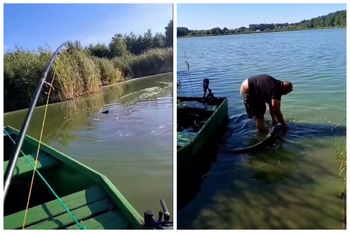 227 cm. Gigant z wielkopolskiego jeziora. Wędkarz wyciągnął rekordowego suma