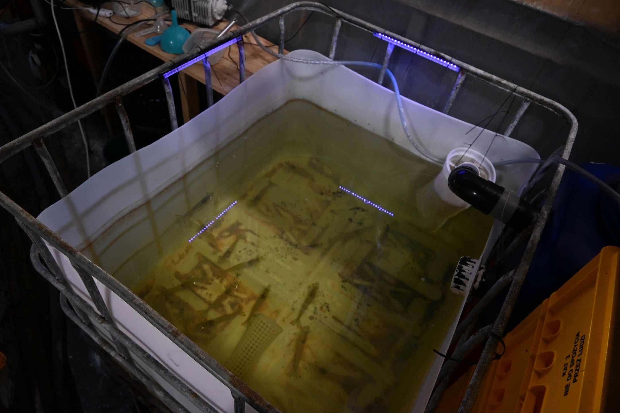 Krewetki przeznaczone do rozrodu