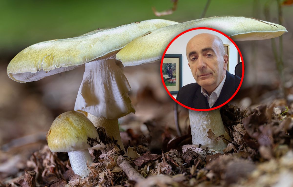Mają tylko 36 godzin na przeszczep. Do zatrucia wystarczy odrobina toksyny