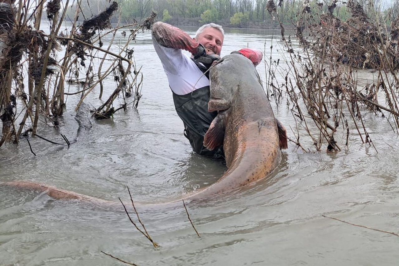 Sum gigant z Odry. Mierzył prawie 2,5 m długości