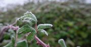 "Mróz po zachodzie słońca – w 10 województwach temperatura przy gruncie spadnie poniżej -5 °C"