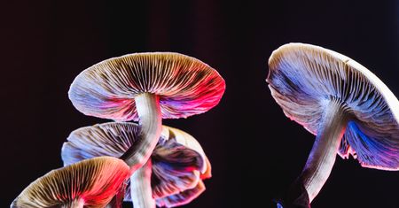 Psychodeliki pomogą w walce z depresją? "Magiczne pigułki" coraz bardziej realne