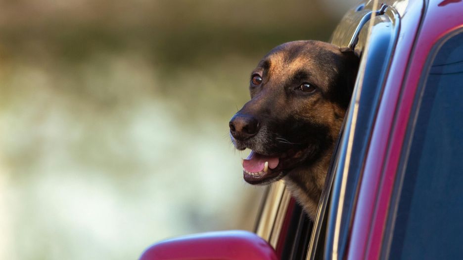 Nie zostawiaj dziecka ani zwierzaka w rozgrzanym aucie