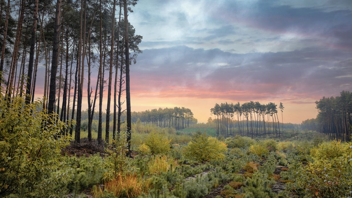 Jeden las, trzy funkcje