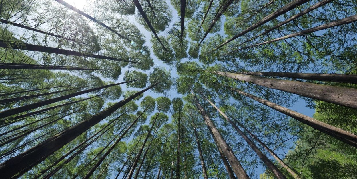 Nie wejdziesz do lasu w majówkę? Rząd nie wyklucza takiego scenariusza