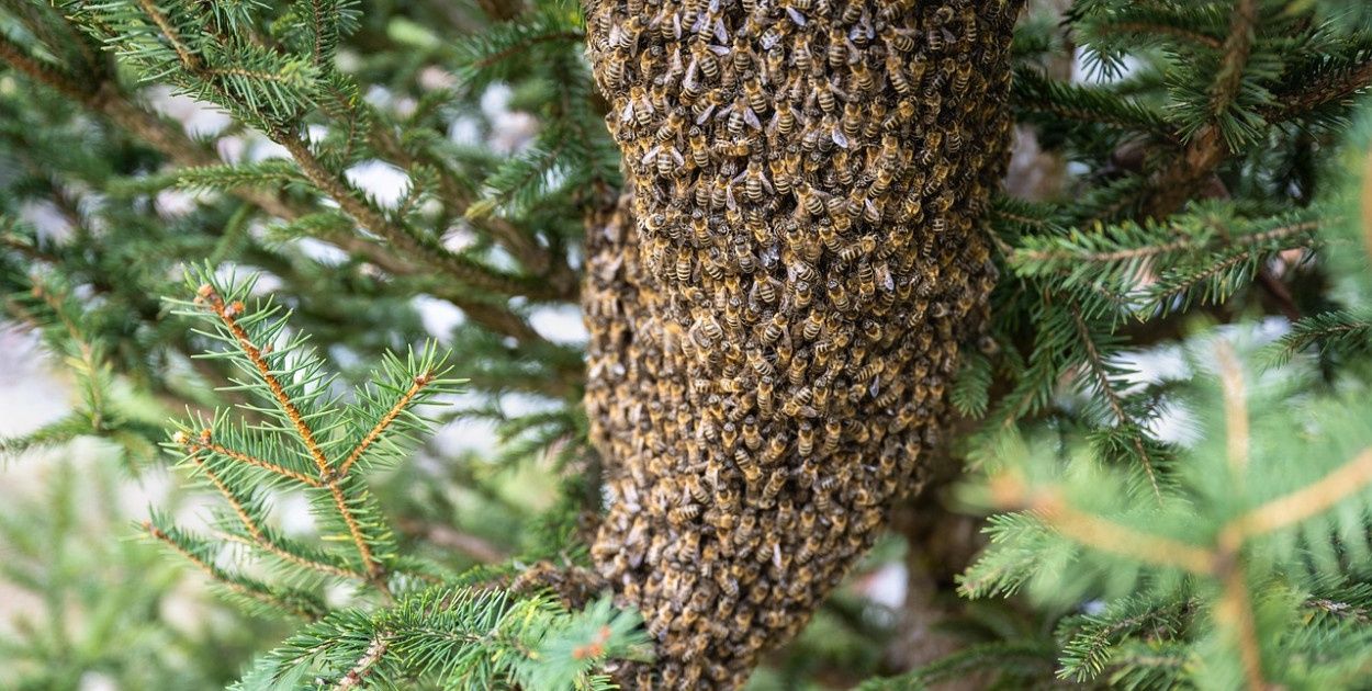 Rój pszczół pod dachem, mieszkańcy nie dowierzali. Jak reagować?